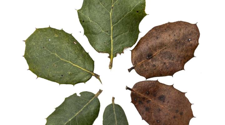 Una hoja con seis foliolos 